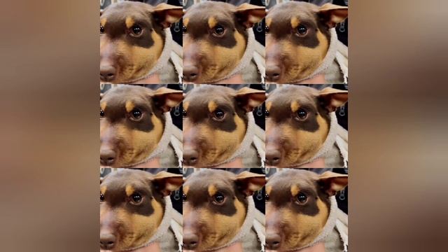 1000007028.mp4