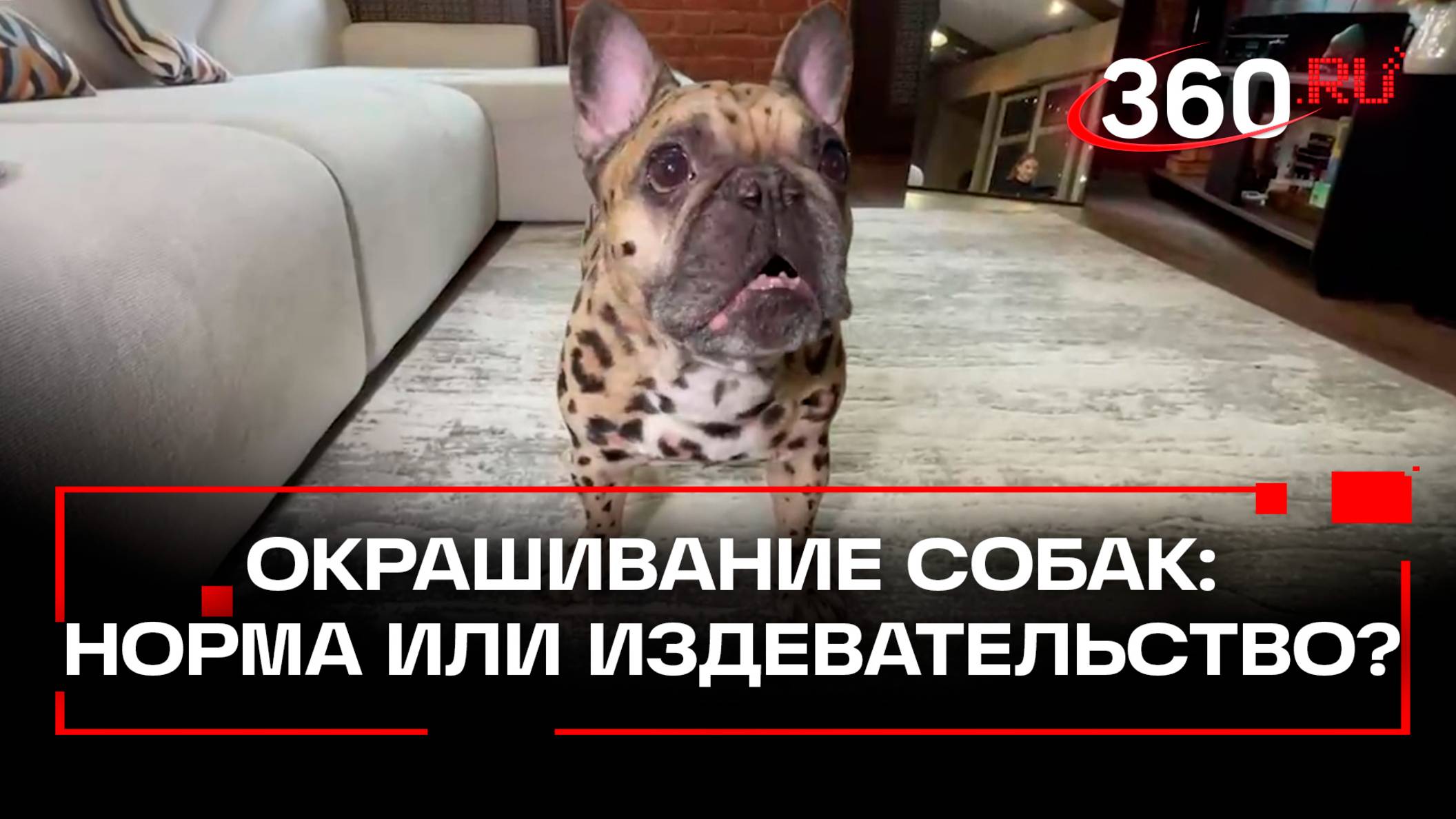 Леопардовый бульдог на Патриках: зачем люди окрашивают животных