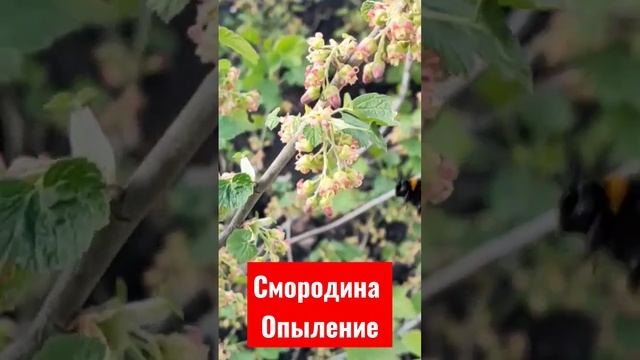 Опыление смородины. 26 апреля 2023 г.
