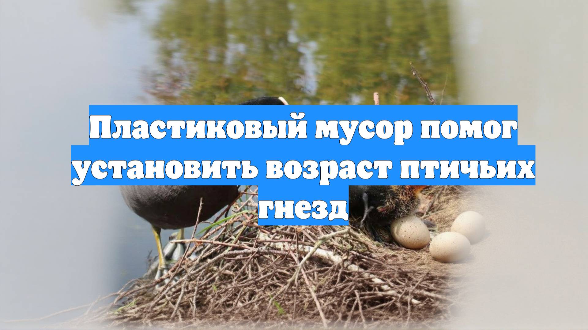 Пластиковый мусор помог установить возраст птичьих гнезд