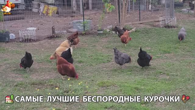 Курочки селяночки лучшие беспородные несушки 🥚 (32)