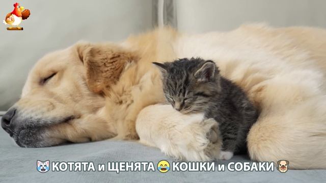 Котята и Щенята 😹 Кошки и Собаки ❣️🥰😂 (23)