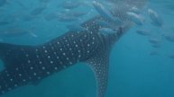SWIMMING WITH WHALE SHARKS OSLOB PHILIPPINES