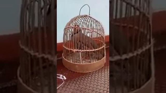 кеклик Амирбек архив как(2)