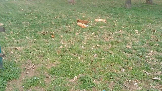 Пси у трави 15.03.2025