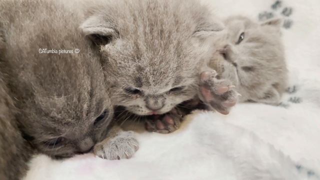 18 Days After Birth 🥰Kittens Kiss and Hug Each Other Fall Asleep 😘Meowing Purring British Shorthair