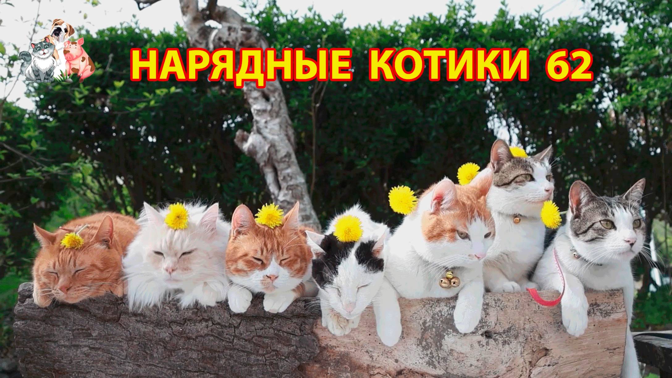 Нарядные Котики расслабляются на солнышке 🌞 🐈🐈⬛🐈 (62)