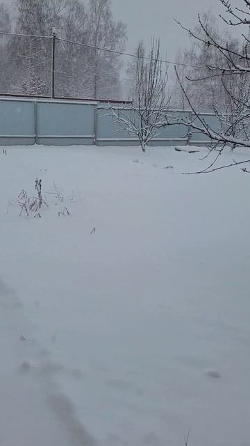 Неожиданно пошёл снег на даче
