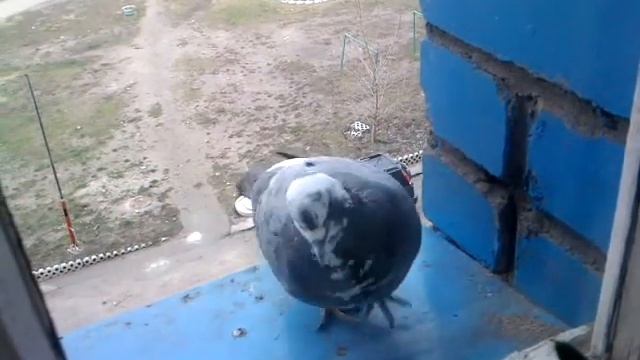 Голубь
