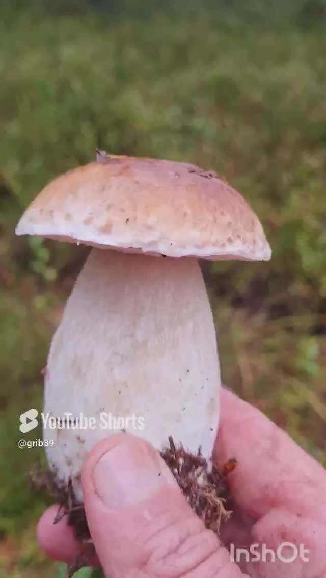 БЕЛЫЕ ГРИБЫ на Литовской границе🔥 #сборгрибов #лес  #походвлес #природа