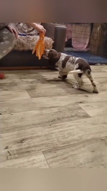 Английский спрингер спаниель