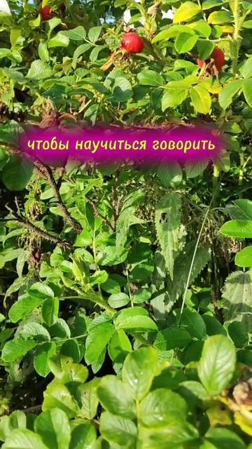 Говорить или молчать?