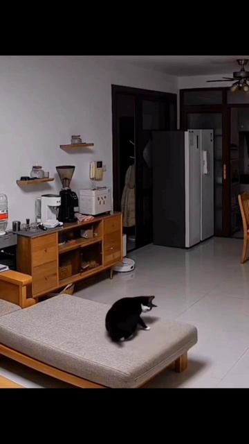 Это моё место. #прикол #прикольно #юмор #животные #коты #смех #смешно