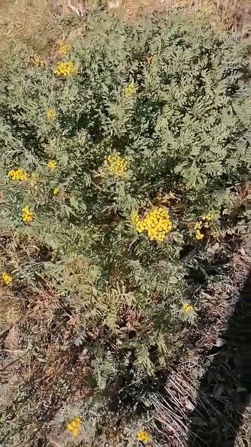 возможное будущее