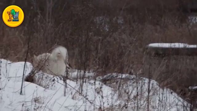 Западно-сибирская лайка - Все о породе собак | Собака породы Западносибирская лайка