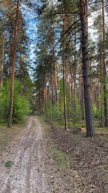 Велосипедная прогулка по сосновому бору