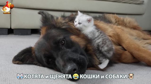 Котята и Щенята 😹 Кошки и Собаки ❣️🥰😂 (25)