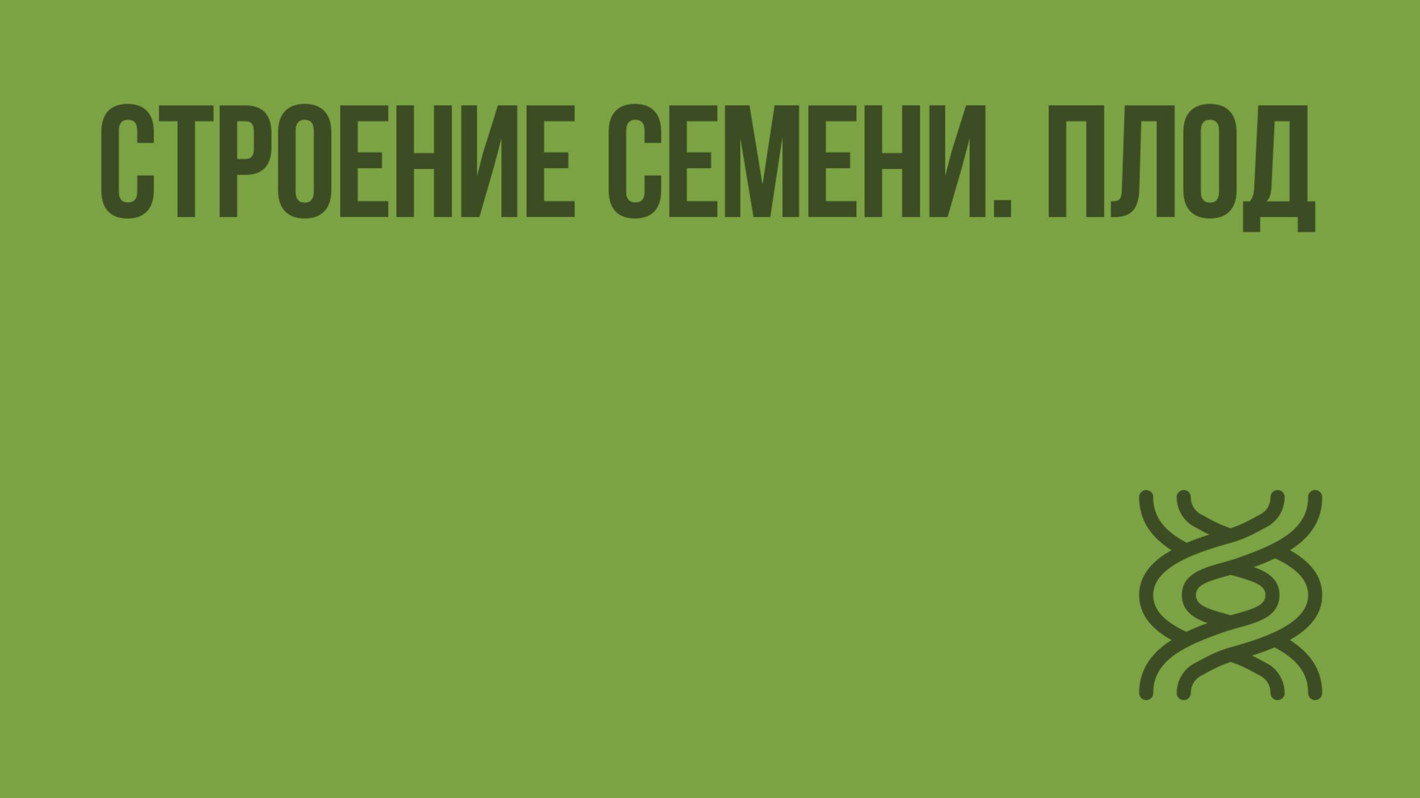 Строение семени. Плод. Видеоурок по биологии 6 класс