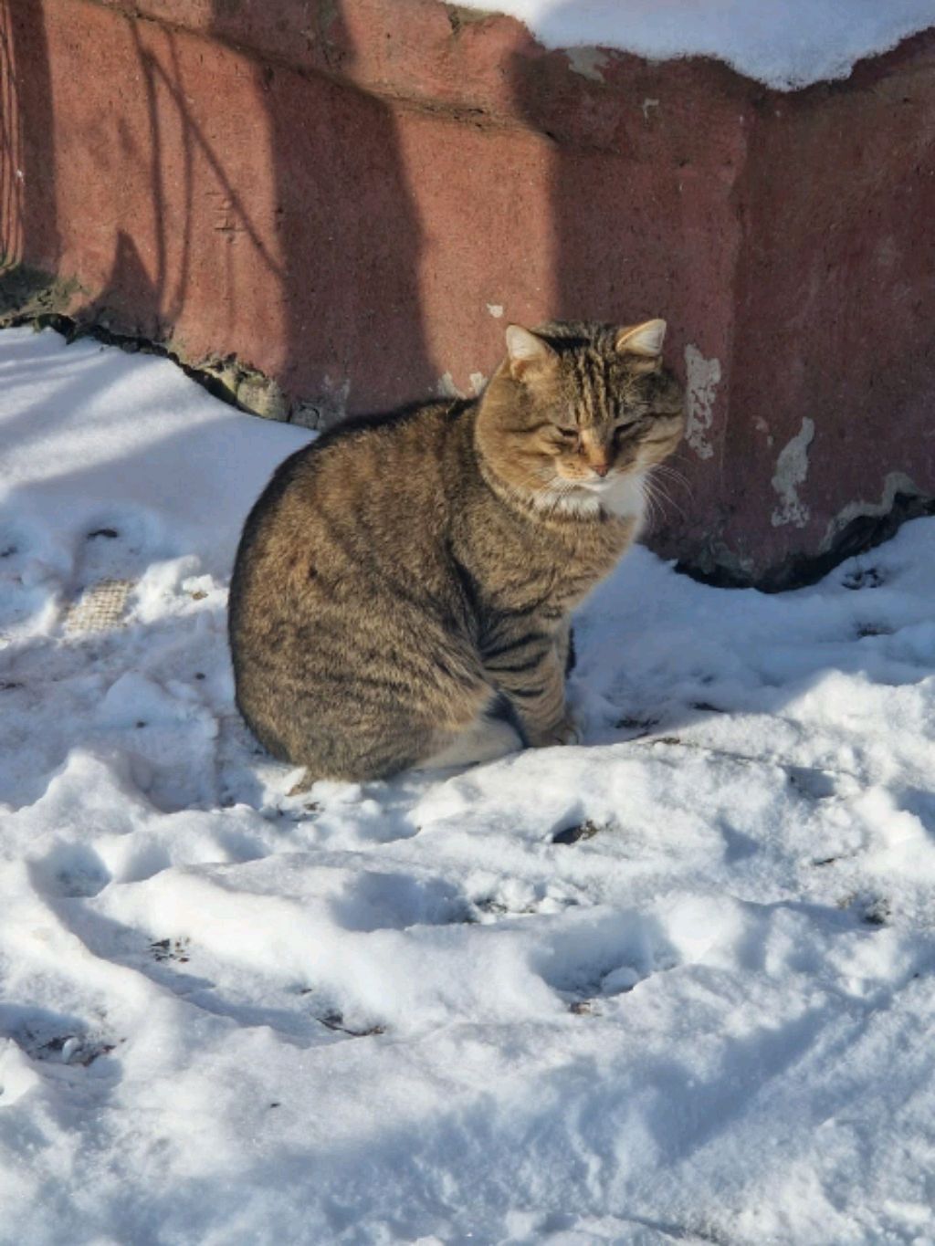 тест