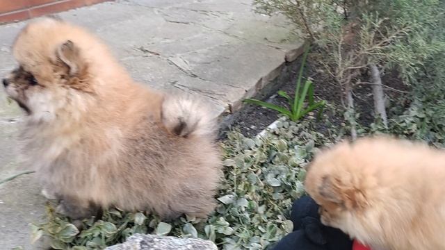 VID_20250314_145305