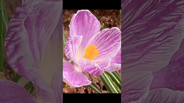 Крокусы и птичка-невеличка.