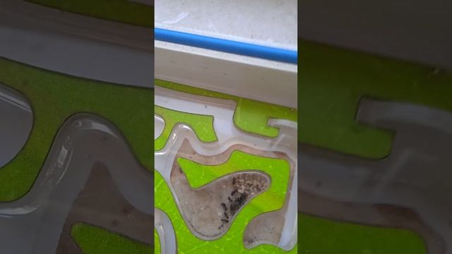 много маточность черного содового муровья (лазиус нигер)