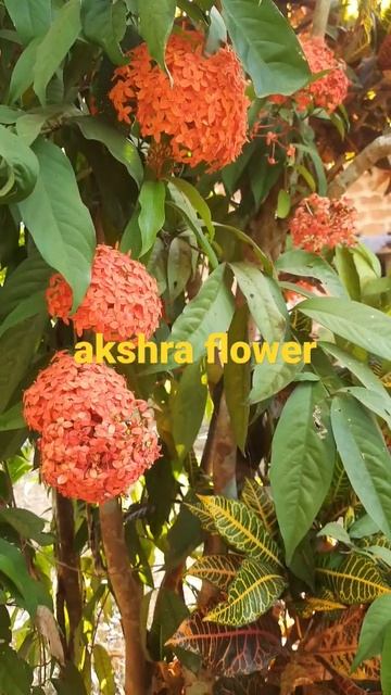 ಕೇಪಳ ಹೂವು/kepale