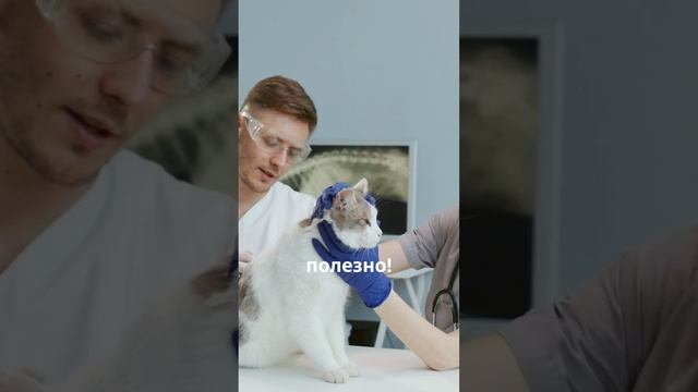 Ролик о котятах. 5 фактов