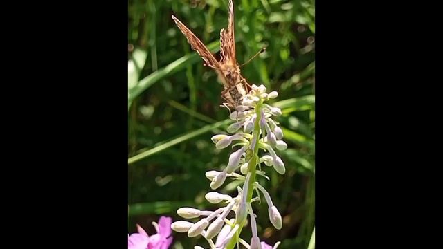 Бабочка Бяк Бяк Butterfly Byak Byak