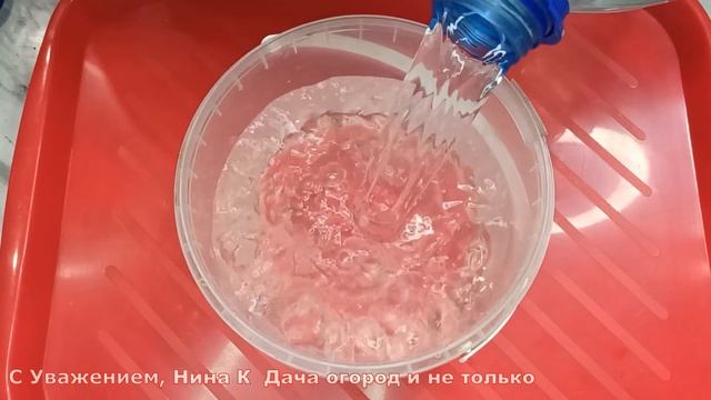 РАССАДА ПОСЛЕ ПИКИРОВКИ СРАЗУ ПОХОРОШЕЛА.