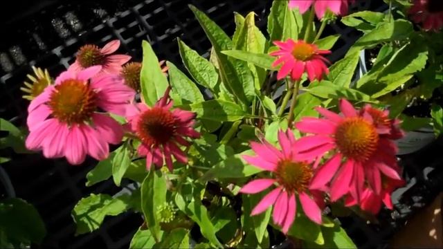 Wilson's Garden Center: Dead Heading Coneflowers