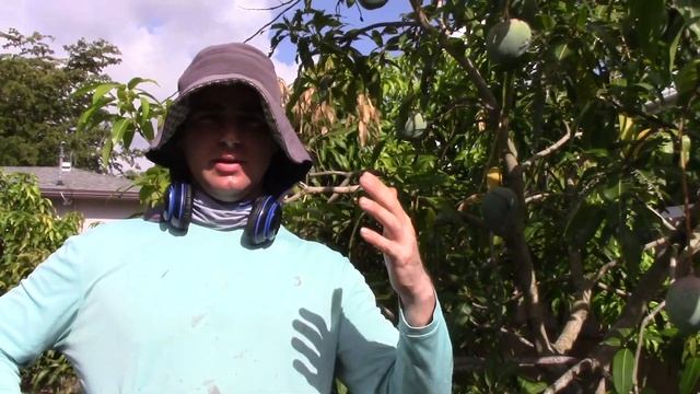 Zill M-4 Mango. A Coconut Mango.