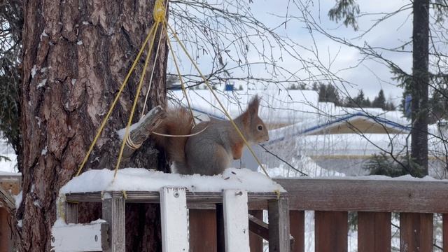 Весна идет, весне дорогу