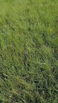 главное Чтобы живым вернулся 2