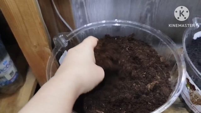 Пересадка цитрусовых растений. Мой состав грунта.