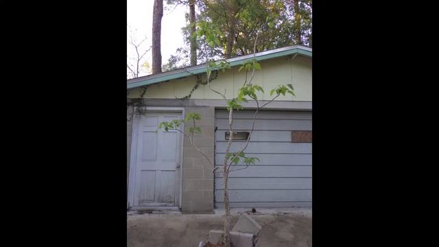 Catalpa tree in a laundry bucket 2013