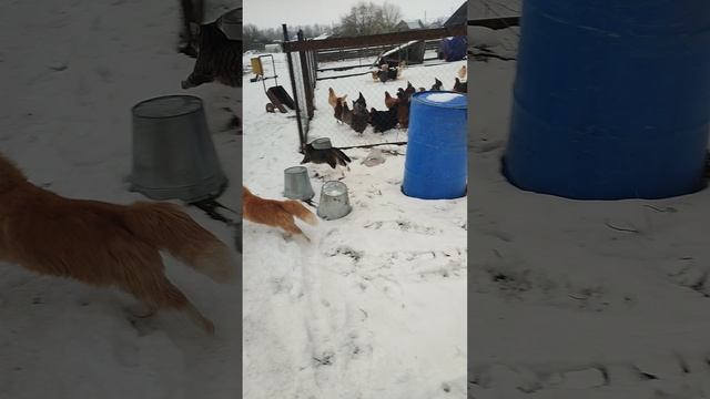 Рыжий кот Фокс🐱 хозяюшка Лапа, а я к курочкам 🐔 собрать яйца🥚