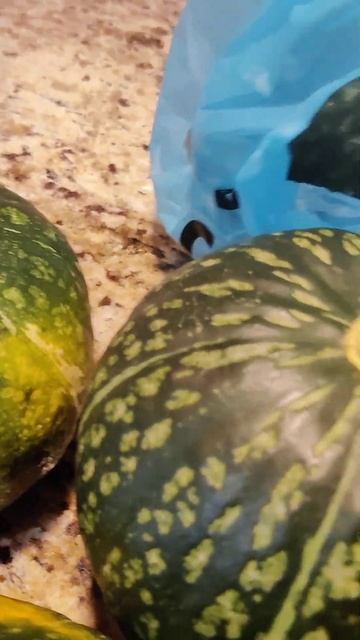 Squash is good for the chicken to feed.