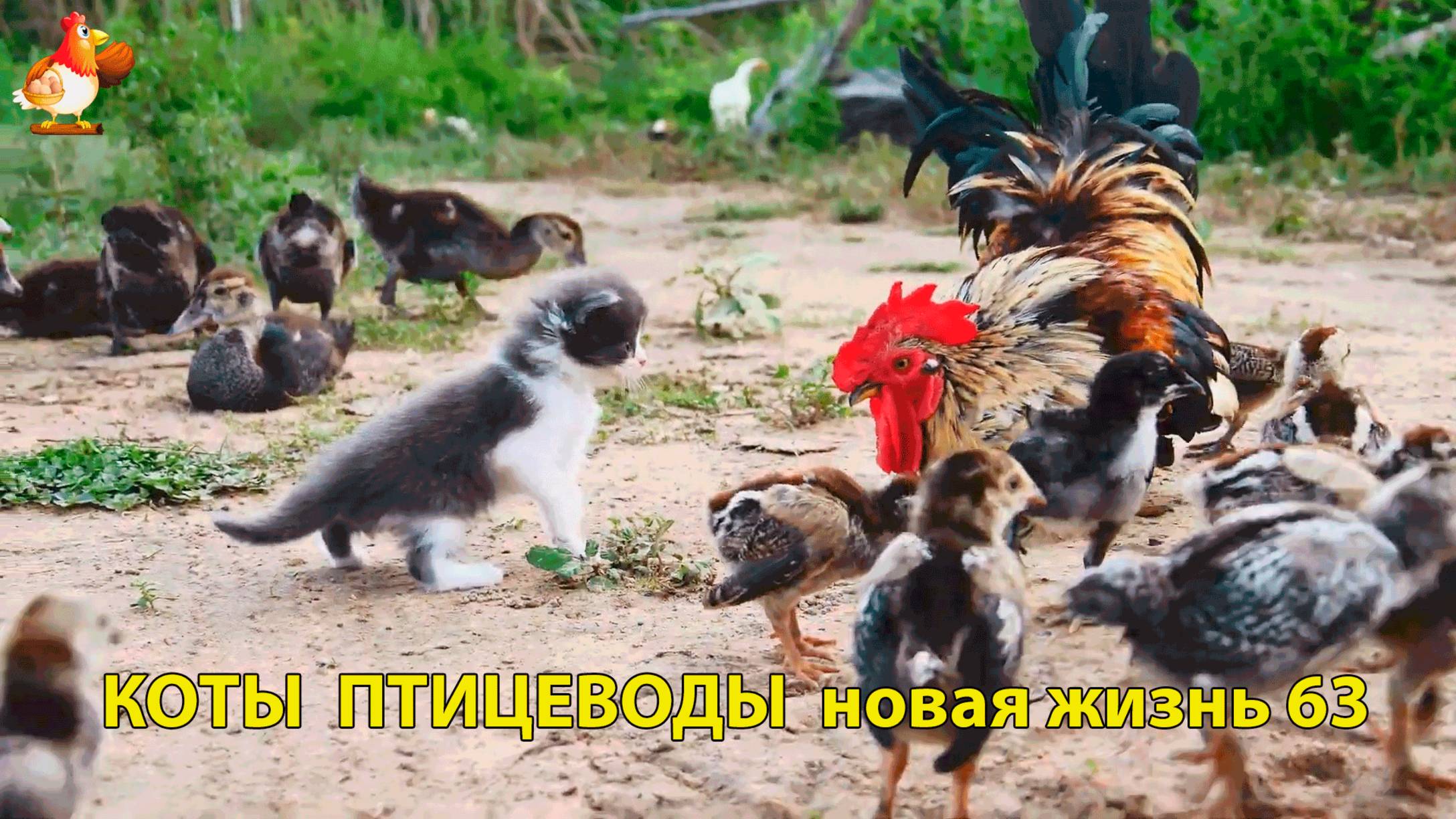 Коты птицеводы со своими подопечными 😹🐈🐈 Новая жизнь – выпуск (63) ❣️🤗😂