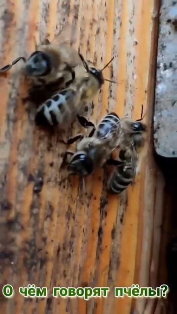 О чём говорят пчёлы? (What do the bees say?)