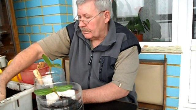 Пересаживаю рассаду клещевины