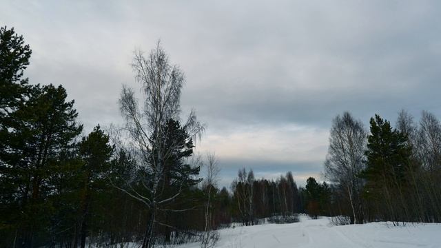 Лесные тропы. Зимний лес на закате дня. Пение уставших птиц. Релакс видео в 4К.