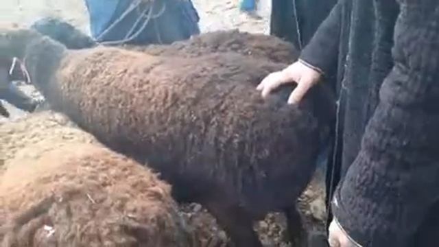 Шахритуз куй бозори кучкорлар нархлари 🐑🐑🐏🐏🐏