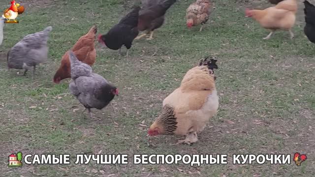 Курочки селяночки лучшие беспородные несушки 🥚 (31)
