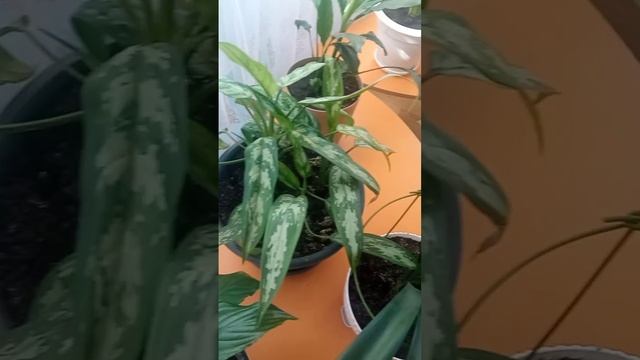 Комнатные цветы