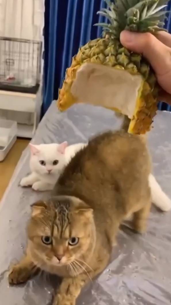 котонас