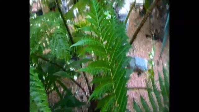 Cyathea
