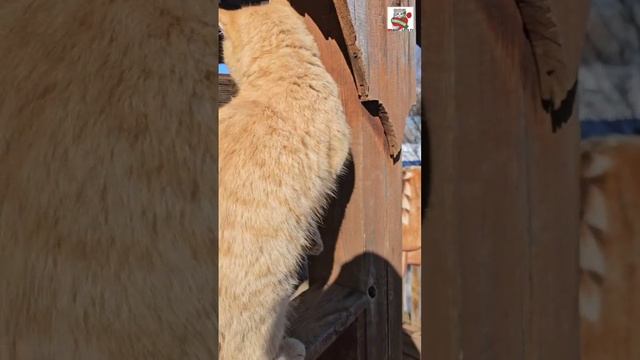 Рыжуля с Баксом наслаждаются весной и жизнью 🌞😻❤️🐶🏡