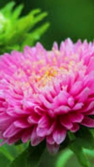 Без любви все теряет смысл