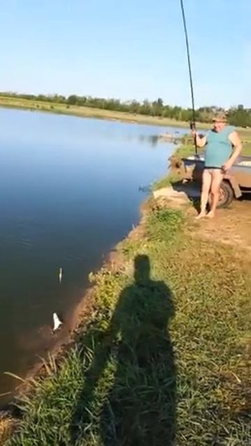 VID 20210723 WA0002  клюёт сазан и карп зеркальный на кукурузу ,,Бондюэль,и могу показать  этот пру